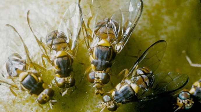 La mouche orientale des fruits détectée en Paca